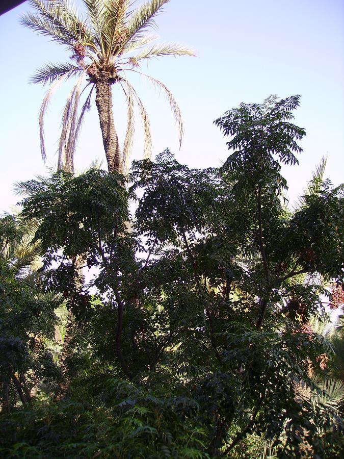 Appart Avec Vue Jardin/Majorelle Marakeş Dış mekan fotoğraf